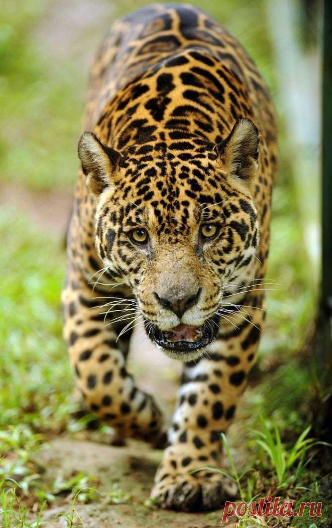 Опасная красота