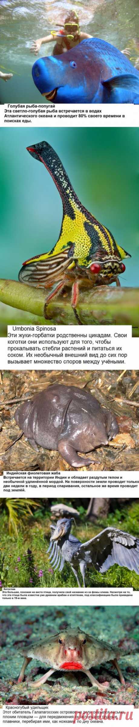 Самые странные существа на планете