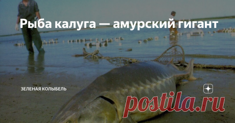 Рыба калуга — амурский гигант Если кто-нибудь спросит, где обитает рыба под названием калуга, можно ответить совершенно точно: она водится исключительно в бассейне реки Амур.  Интересно, что здесь же встречается и «коренной житель» Амура – белый амур (его еще называют водяной коровой).  Калуга уходит нагуливаться в Амурский лиман и распространена вплоть до верхнего участка течения Амура. Встретить её можно в Аргуни, Шилке и Сунгари – притоках этой реки. Для калуги характер...