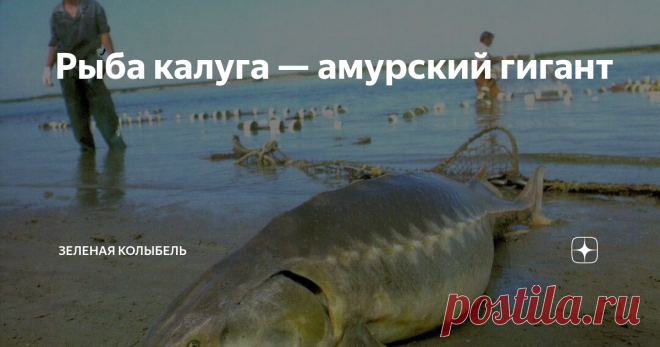 Рыба калуга — амурский гигант Если кто-нибудь спросит, где обитает рыба под названием калуга, можно ответить совершенно точно: она водится исключительно в бассейне реки Амур.  Интересно, что здесь же встречается и «коренной житель» Амура – белый амур (его еще называют водяной коровой).  Калуга уходит нагуливаться в Амурский лиман и распространена вплоть до верхнего участка течения Амура. Встретить её можно в Аргуни, Шилке и Сунгари – притоках этой реки. Для калуги характер...