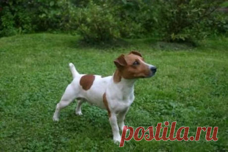 фото джек рассел терьер: 21 тыс изображений найдено в Яндекс.Картинках