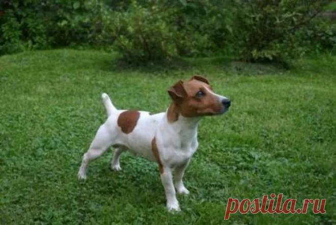 фото джек рассел терьер: 21 тыс изображений найдено в Яндекс.Картинках