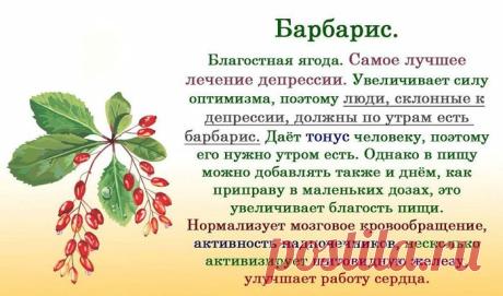 ПИЩА ДЛЯ СЧАСТЬЯ.