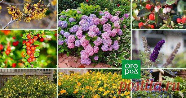 20 необычных кустарников для вашего сада. Часть 1 Если вы ищете для своего участка какие-то нестандартные решения, обратите внимание на рекомендации Перси Троуэра, известного британского садовода и автора большого количества книг, посвященных тематике садоводства.