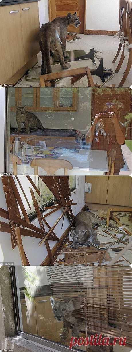 Чилийская семья застала на своей кухне пуму | ZooPicture.ru