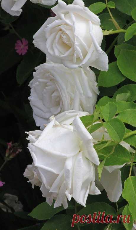 ~Hybrid Perpetual Rose: Rosa 'Frau Karl Druschki' (Germany, 1901)  |  Pinterest: инструмент для поиска и хранения интересных идей