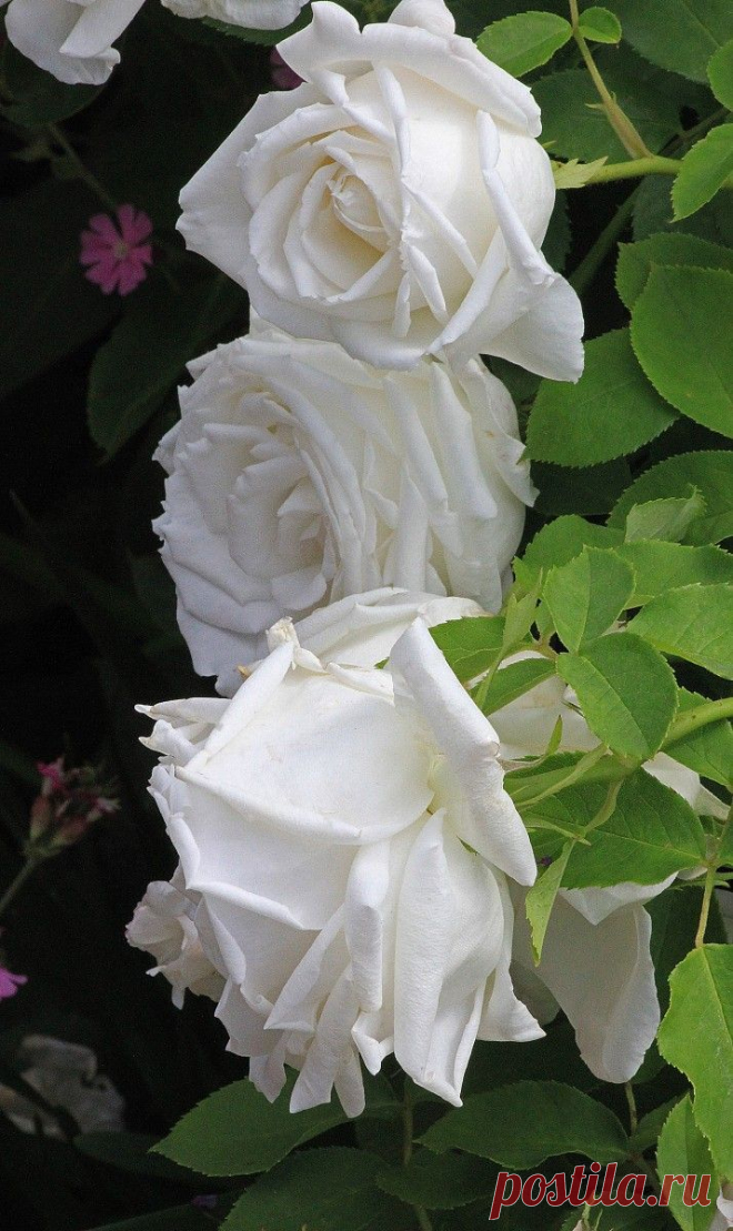 ~Hybrid Perpetual Rose: Rosa 'Frau Karl Druschki' (Germany, 1901)  |  Pinterest: инструмент для поиска и хранения интересных идей