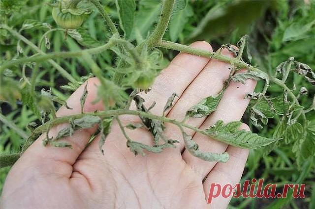 ЕСЛИ ЛИСТЬЯ НА ПОМИДОРАХ НАЧАЛИ СКРУЧИВАТЬСЯ
Сохраните к себе на стену, чтобы не потерять!