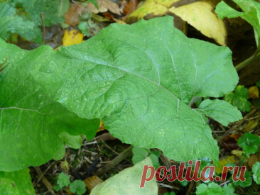 Рецепты здоровья: листья лопуха от радикулита и болей в суставах