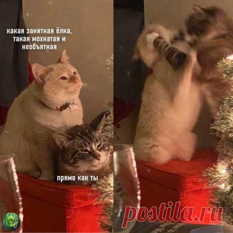 Милые коты, как состояние жизни | Книга Джунглей | Яндекс Дзен