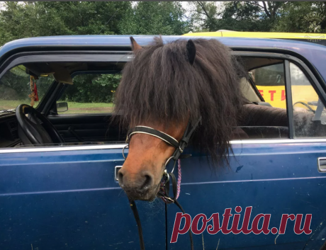 Пони: Как появились крошечные лошадки?