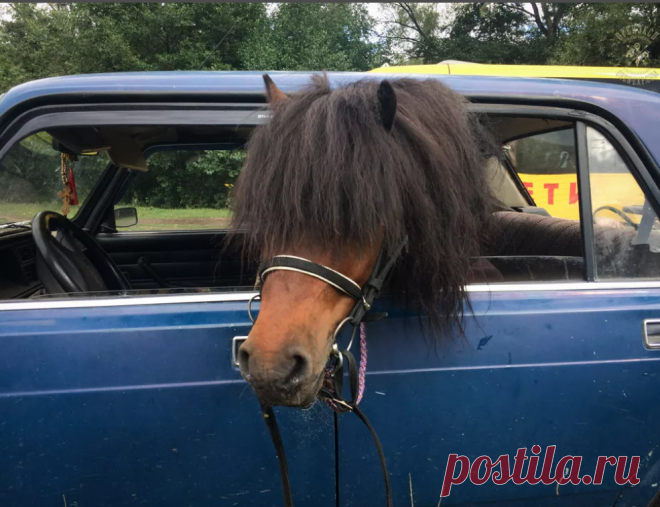 Пони: Как появились крошечные лошадки?