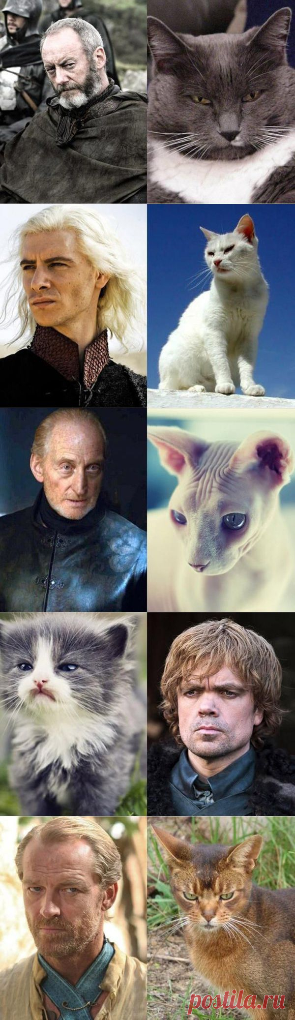 Коты престолов