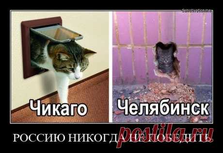 Подборка приколов с нашими любимыми питомцами)