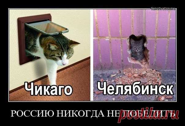 Подборка приколов с нашими любимыми питомцами)
