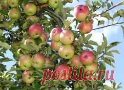 Приемы ускорения плодоношения в саду. - Садоводка