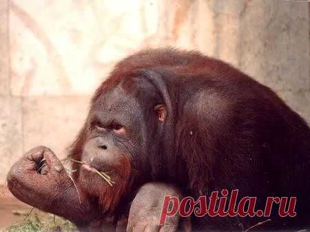 Это кому ты сказал : морда?!