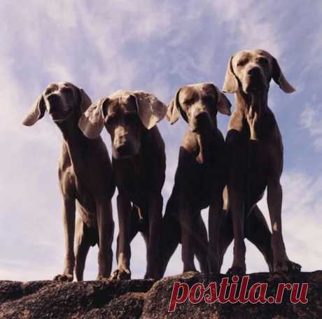 Фотографии собак от William Wegman