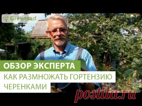 Как размножать гортензию черенками - YouTube
