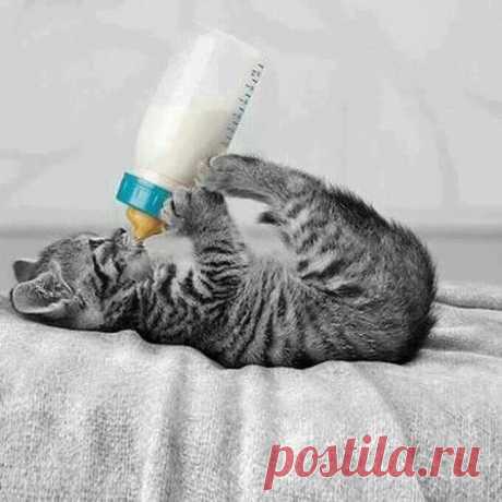 Котэ любят молоко