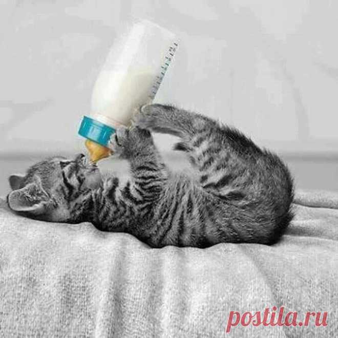 Котэ любят молоко