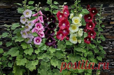 МАЛЬВА ИЛИ ШТОК-РОЗА🌺

Мальва правильно называется шток-роза. Впрочем, большинство привыкло по старинке именовать ее мальва.

Это многолетнее растение, обычно культивируется как двулетнее. Его стебли очень мощные, ветвистые от самого основания, 80-250 см высотой. Цветки мальвы, или шток-розы, крупные, простые или махровые,до 12 см в диаметре, белые, розовые, желтые, красные до почти черных, собраны в длинные кистевидные соцветия, насчитывающие иногда до 150 цветков. Мальв...