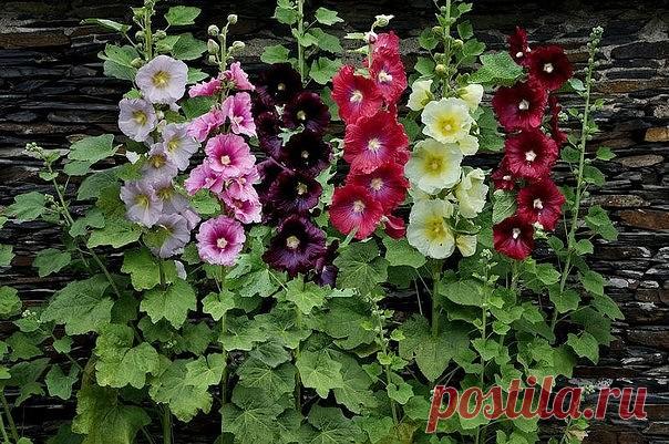 МАЛЬВА ИЛИ ШТОК-РОЗА🌺

Мальва правильно называется шток-роза. Впрочем, большинство привыкло по старинке именовать ее мальва.

Это многолетнее растение, обычно культивируется как двулетнее. Его стебли очень мощные, ветвистые от самого основания, 80-250 см высотой. Цветки мальвы, или шток-розы, крупные, простые или махровые,до 12 см в диаметре, белые, розовые, желтые, красные до почти черных, собраны в длинные кистевидные соцветия, насчитывающие иногда до 150 цветков. Мальв...