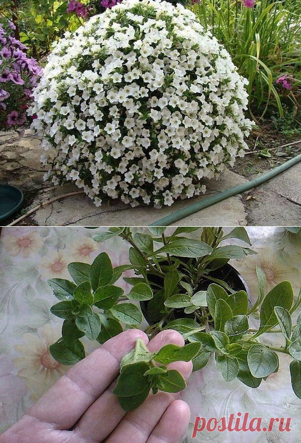 ЧТОБЫ ПЕТУНИЯ РОСЛА 