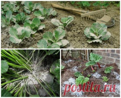 4 беспроигрышных способа применения древесной золы на даче | Почва и плодородие (Огород.ru)