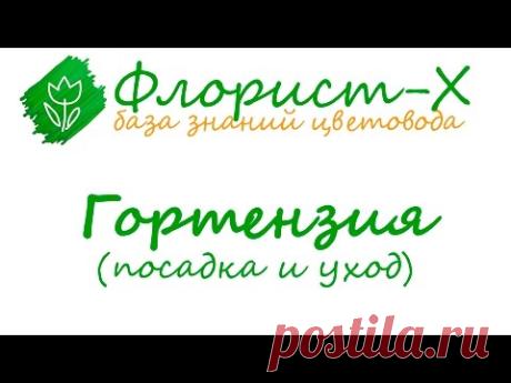 Посадка и уход за гортензией, выращивание садовой гортензии