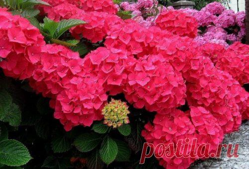 Гортензия Хот Ред, посадка и уход. Гортензия Хот Ред: описание, посадка и уход