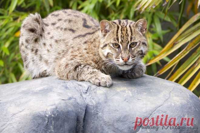 Прощай Рыбалка Кошка Котята | Разговор 2 ПН