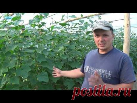ОГУРЦЫ-КАК ОБРЕЗАТЬ ЛИСТЬЯ И  УЛУЧШИТЬ ЗАВЯЗЬ.