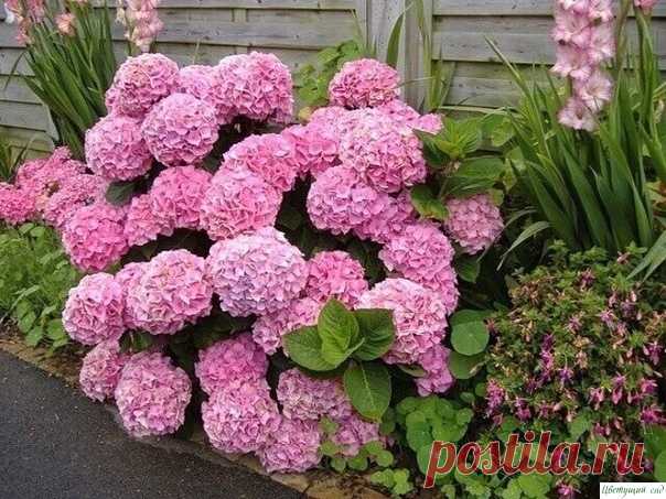 Необычные подкормки для гортензии - кефик и не только