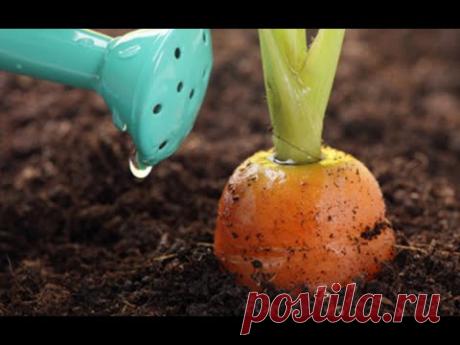 Полейте ЭТИМ МОРКОВЬ в июле  Вырастит крупная, ровная и сочная