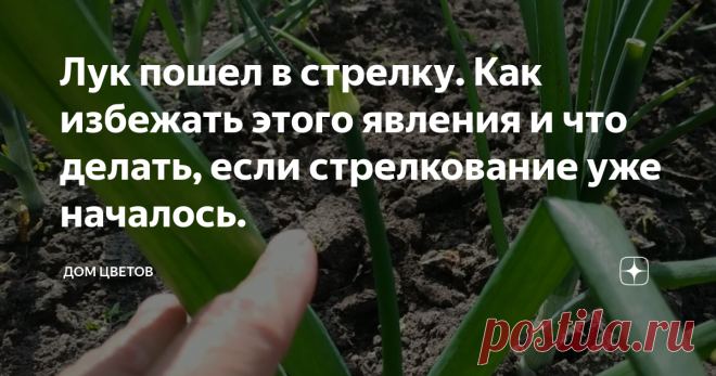 Лук пошел в стрелку. Как избежать этого явления и что делать, если стрелкование уже началось.    Всем дачникам, огородникам и просто читателям доброго времени суток!    Огородный сезон в разгаре, дорога каждая свободная минута, поэтому сразу к делу. Сегодня речь пойдет о стрелковании лука. Да, да, дорогие друзья, эта проблема может настигнуть даже крупных специалистов и кандидатов огородных наук. Что уже говорить о начинающих.    Посадили лук еще осенью, ранней весной пора...