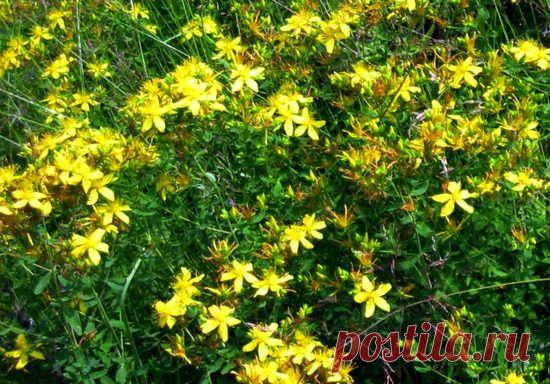 Зверобой: полезные свойства и противопоказания к применению
Зверобой, полезные лекарственные свойства растения, его применение в народной медицине, расширенный список противопоказаний применения зверобоя