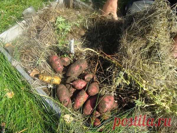 Про умный огород Замяткина...продолжение.