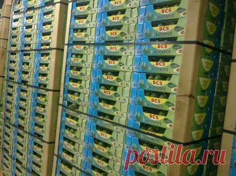 Kenya: Avocado export well managed and co-ordinated