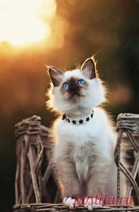 Pretty Kitty | Cutest Paw