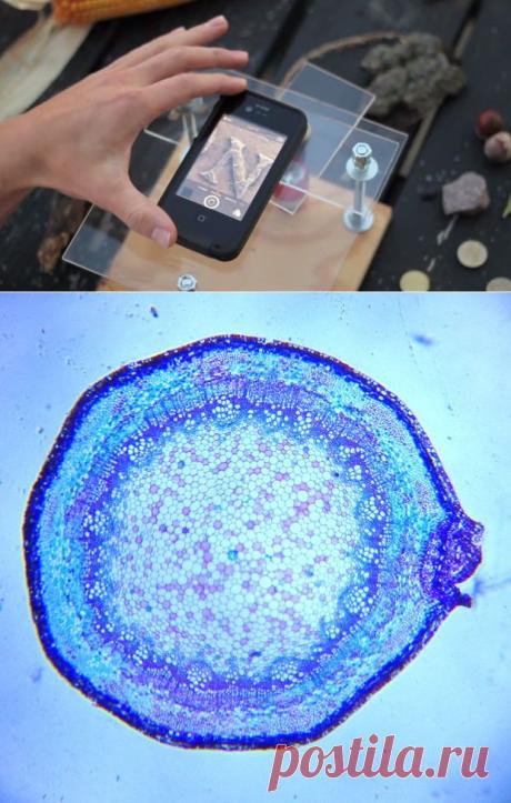 Превращаем смартфон в цифровой микроскоп | MirFactov — всё самое интересное!