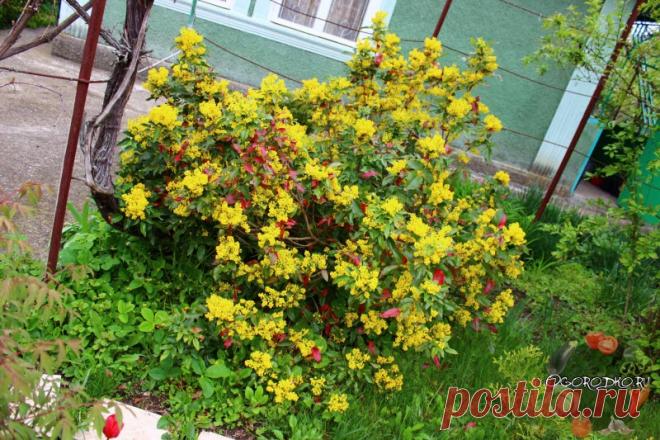 Магония падуболистная, посадка и уход — секреты выращивания Магония падуболистная – посадка и уход, сроки посадки в Подмосковье, Сибири, на Урале, в Ленинградской области, на Кубани, размножение, зимостойкость