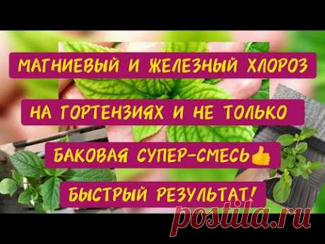 Магниевый и железный ХЛОРОЗ на гортензиях и не только. БАКОВАЯ супер -смесь, быстрый результат 👍