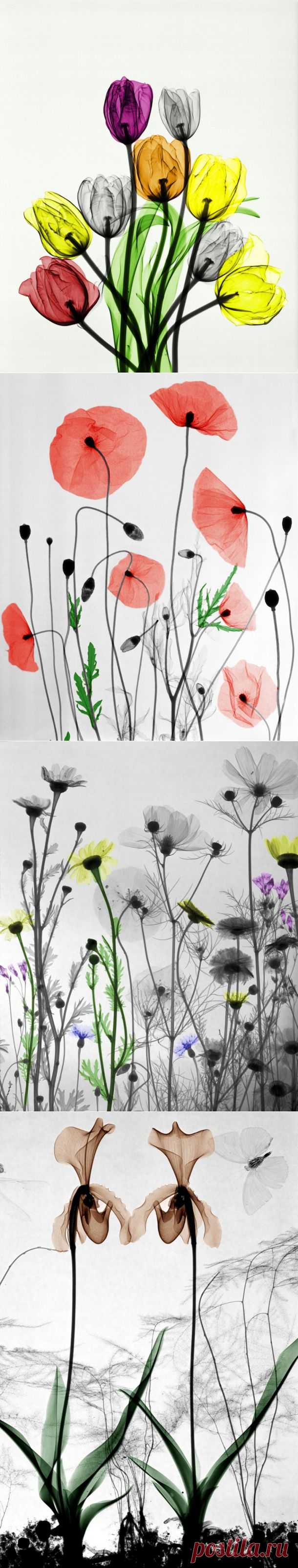 Рентгеновские снимки как искусство от Арье Вант Рита | РОЗЫ