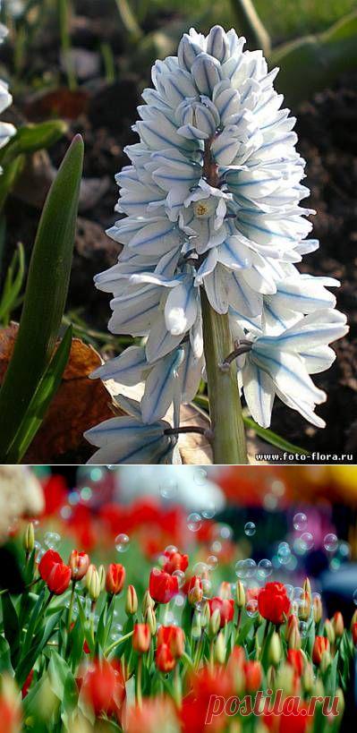 КАКИЕ ЦВЕТЫ ПОСАДИТЬ ОСЕНЬЮ НАЧИНАЮЩЕМУ ДАЧНИКУ | Самоцветик