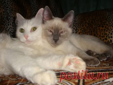 Мои любимые животные