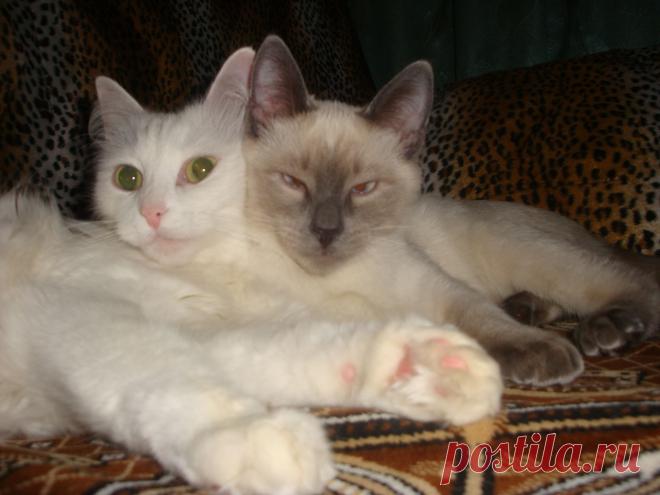 Мои любимые животные