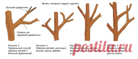 ТОНКОСТИ ОБРЕЗКИ - ПРОДОЛЖАЕМ ОСВАИВАТЬ ШАГ ЗА ШАГОМ