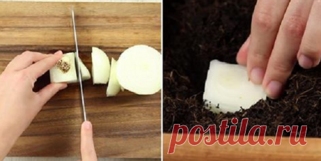 Вряд ли кто-нибудь знает, что эти овощи бессмертны и будут продолжать расти Наслаждайтесь свежей зеленью и экономьте деньги!