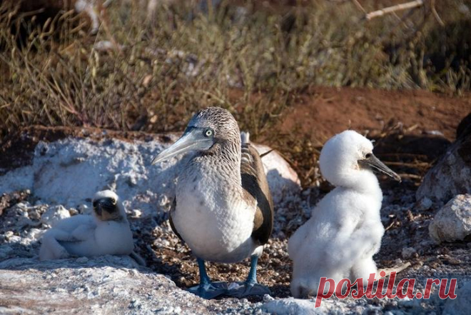 Необычная птица голубоногая олуша